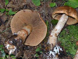 Most Cortinarius have rusty brown spores turning the gills that color.  